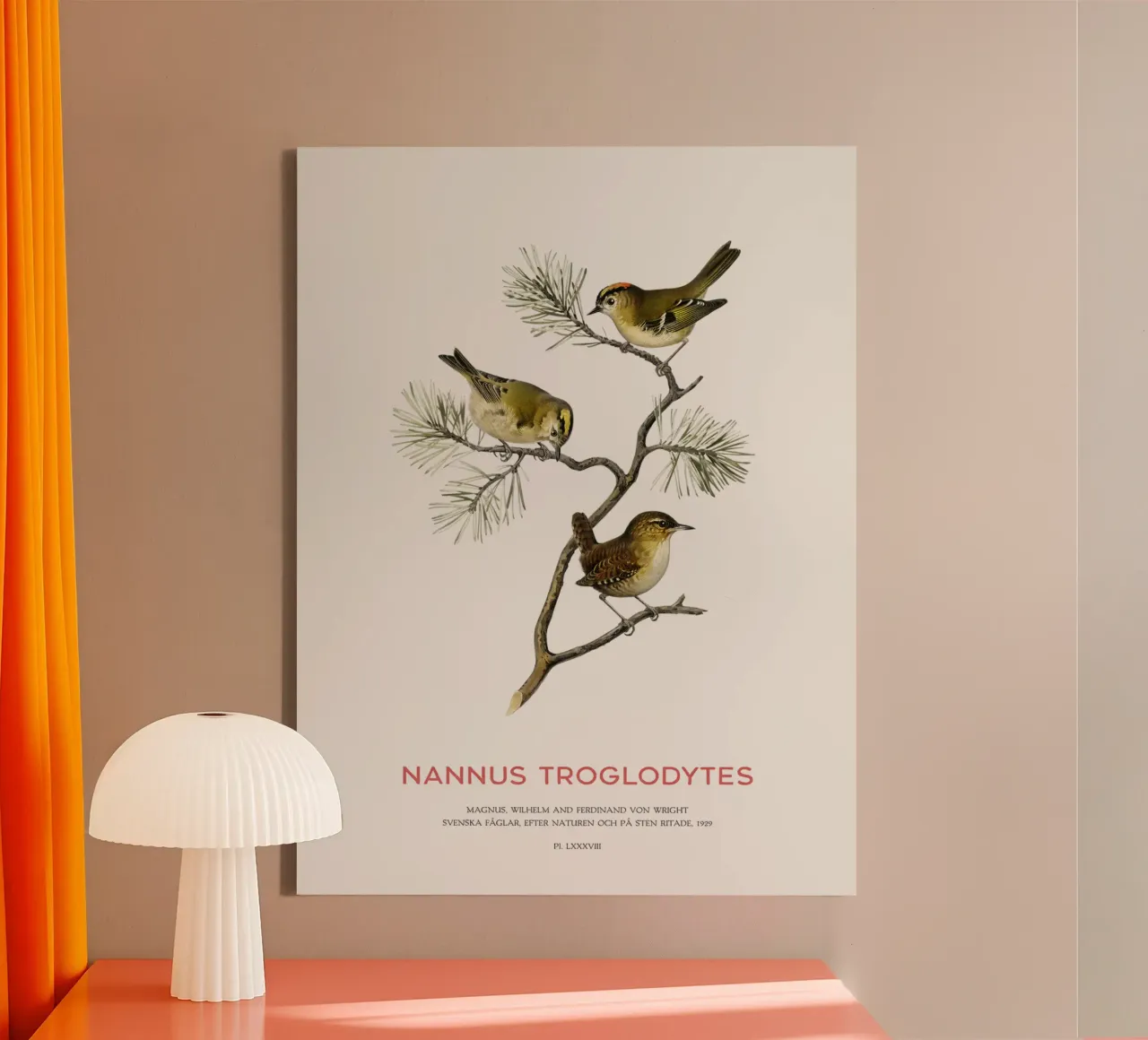 Winterkoning of Nannus troglodytes canvas van Vintagrafica