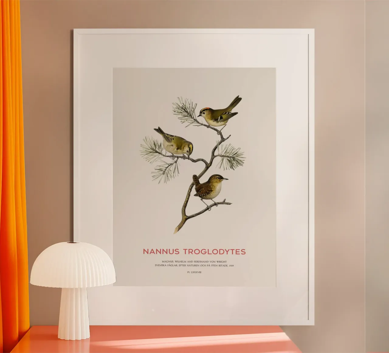 Zaunkönig oder Nannus troglodytes Poster von Vintagrafica