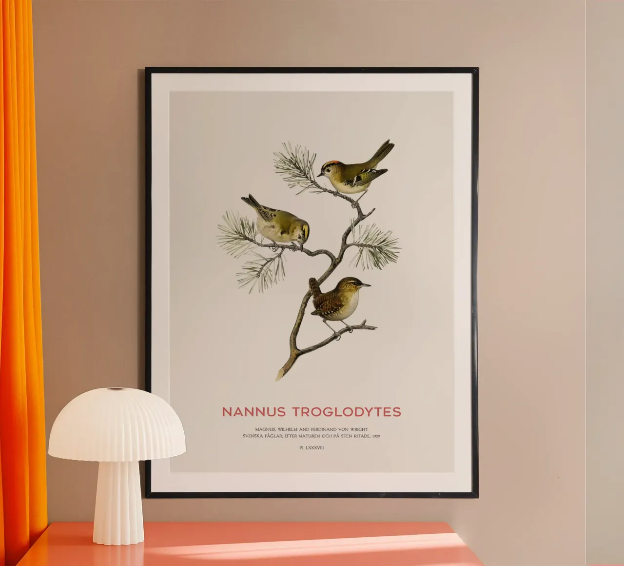 Zaunkönig oder Nannus troglodytes Poster von Vintagrafica