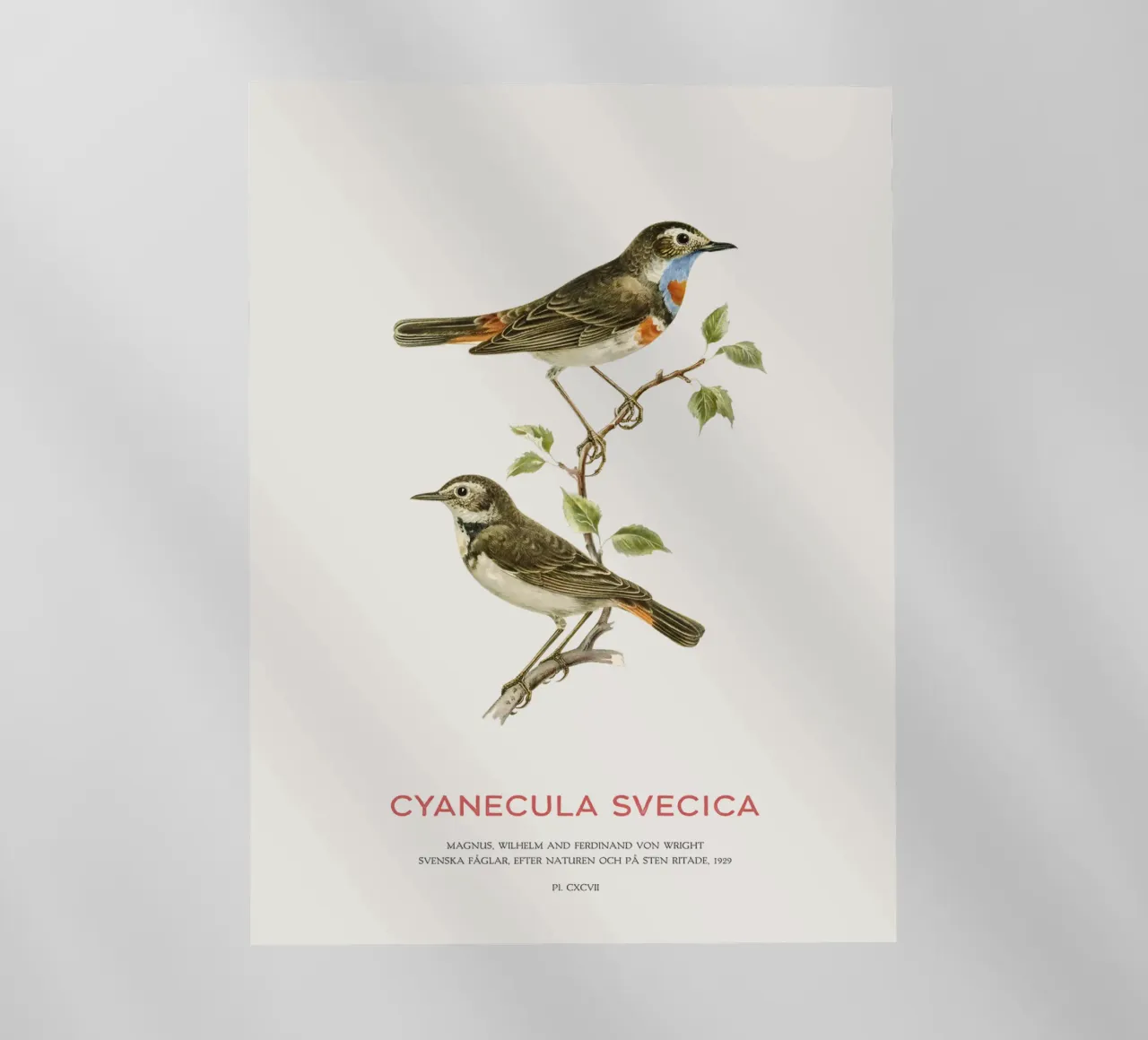 Beccogrosso o Cyanecula svecica pellicola backlit da Vintagrafica