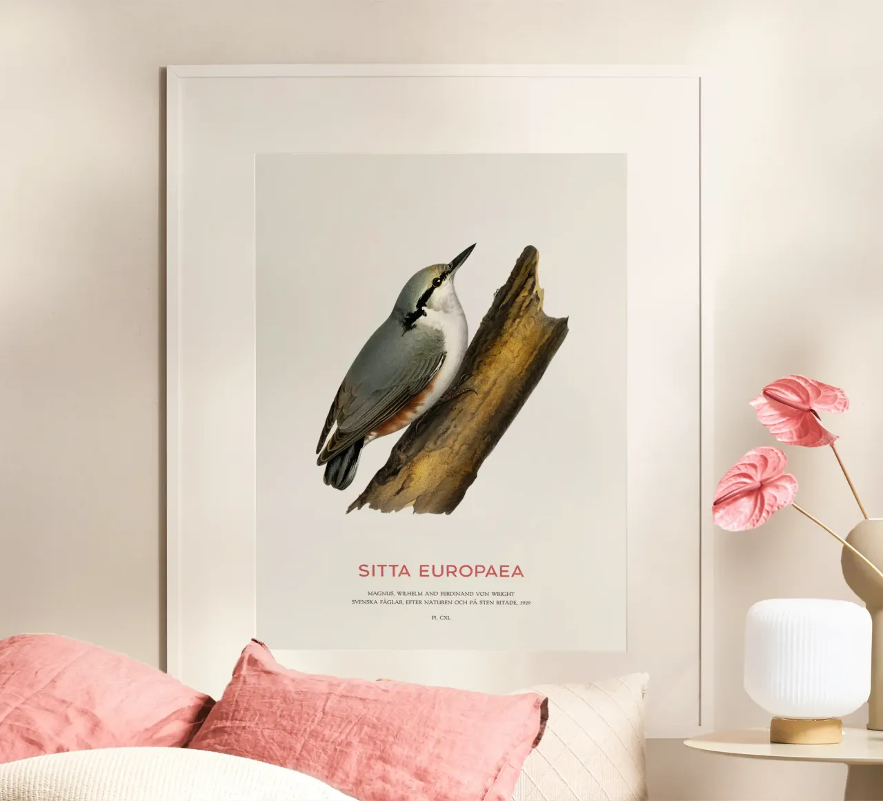 Waldkleiber oder Sitta europaea Poster mit Kunststoffrahmen von Vintagrafica
