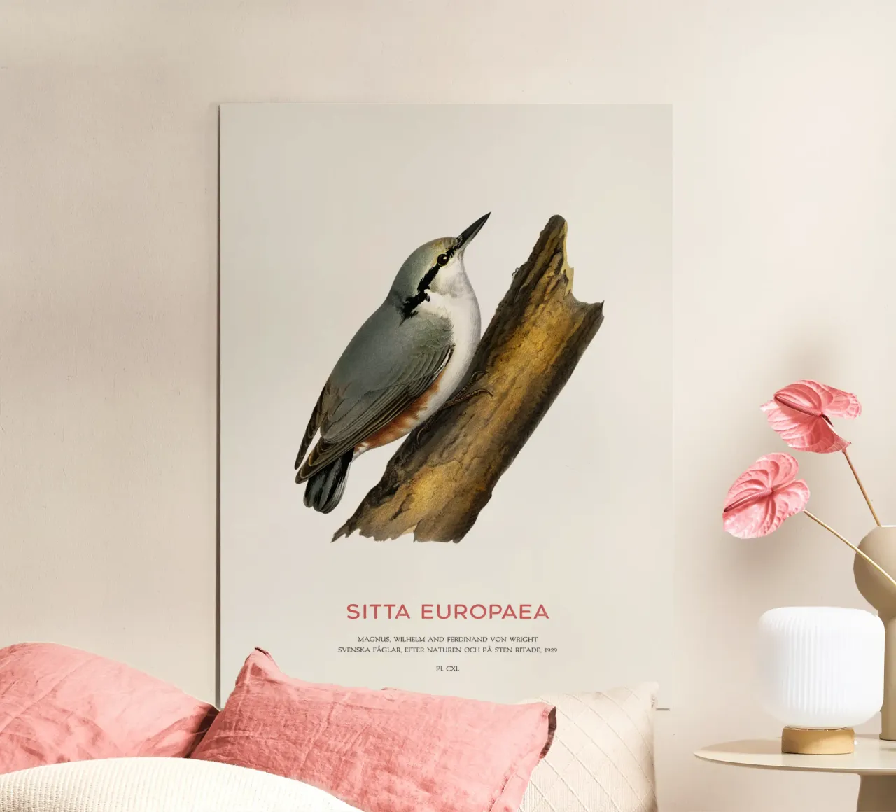 Waldkleiber oder Sitta europaea Poster mit Kunststoffrahmen von Vintagrafica