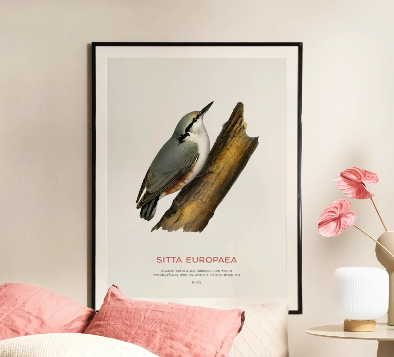 Waldkleiber oder Sitta europaea Poster mit Kunststoffrahmen von Vintagrafica