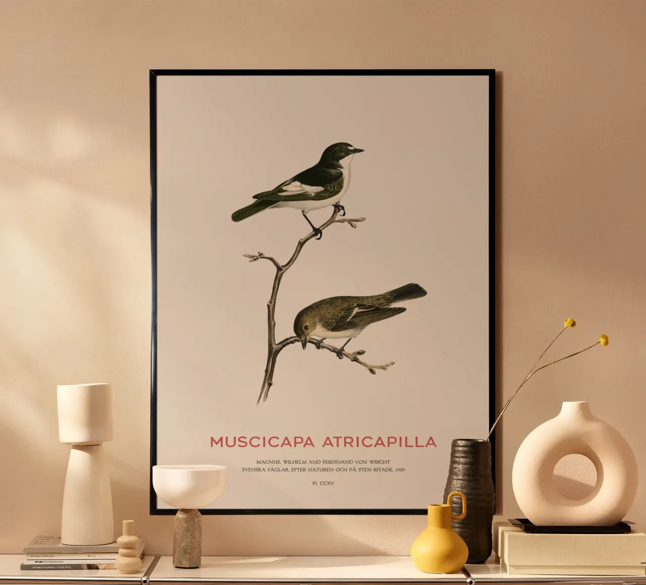 Europäischer Trauerschnäpper oder Muscicapa atricapilla Poster mit Kunststoffrahmen von Vintagrafica