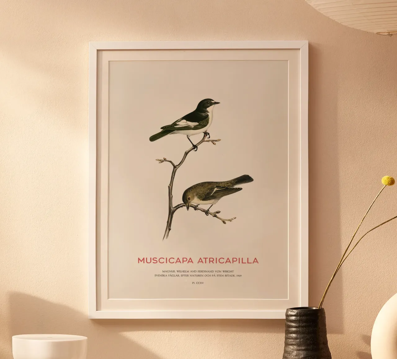 Europäischer Trauerschnäpper oder Muscicapa atricapilla Poster mit Kunststoffrahmen von Vintagrafica
