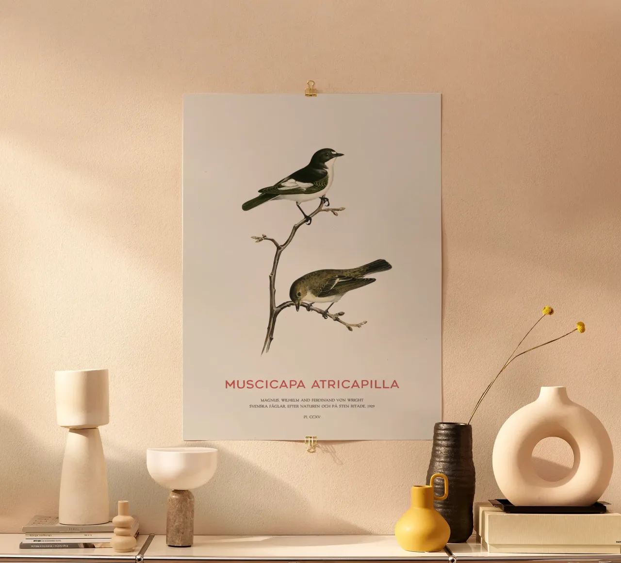 Europäischer Trauerschnäpper oder Muscicapa atricapilla Poster mit Kunststoffrahmen von Vintagrafica