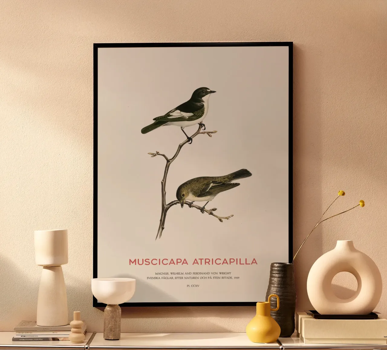 Europäischer Trauerschnäpper oder Muscicapa atricapilla Poster mit Kunststoffrahmen von Vintagrafica