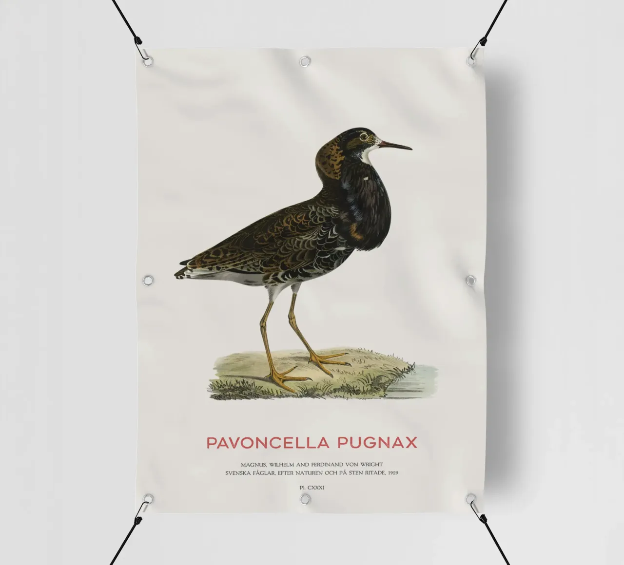 Ruff bird or Pavoncella pugnax telo in pvc da Vintagrafica