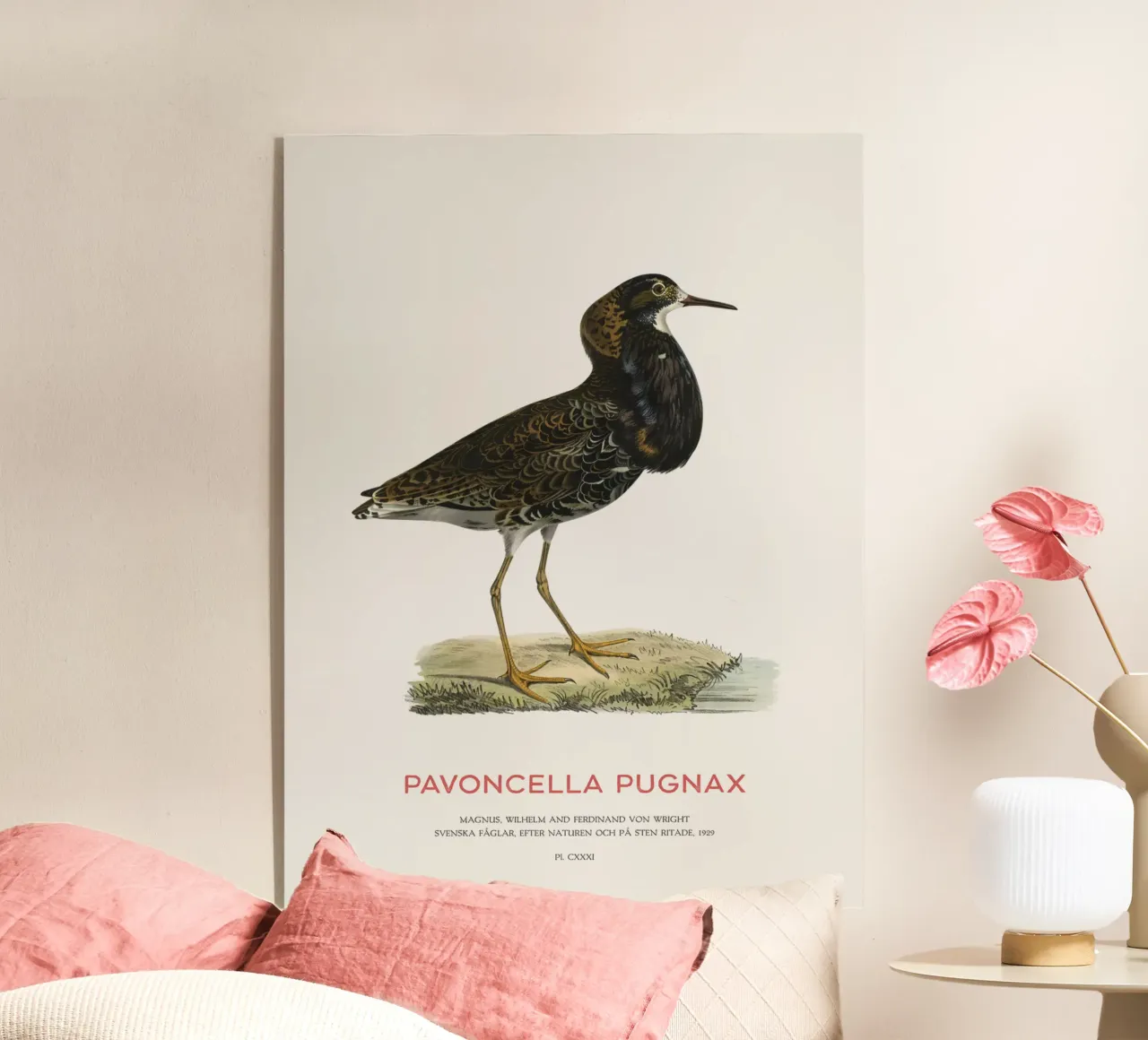 Ruff bird or Pavoncella pugnax plexiglass da Vintagrafica