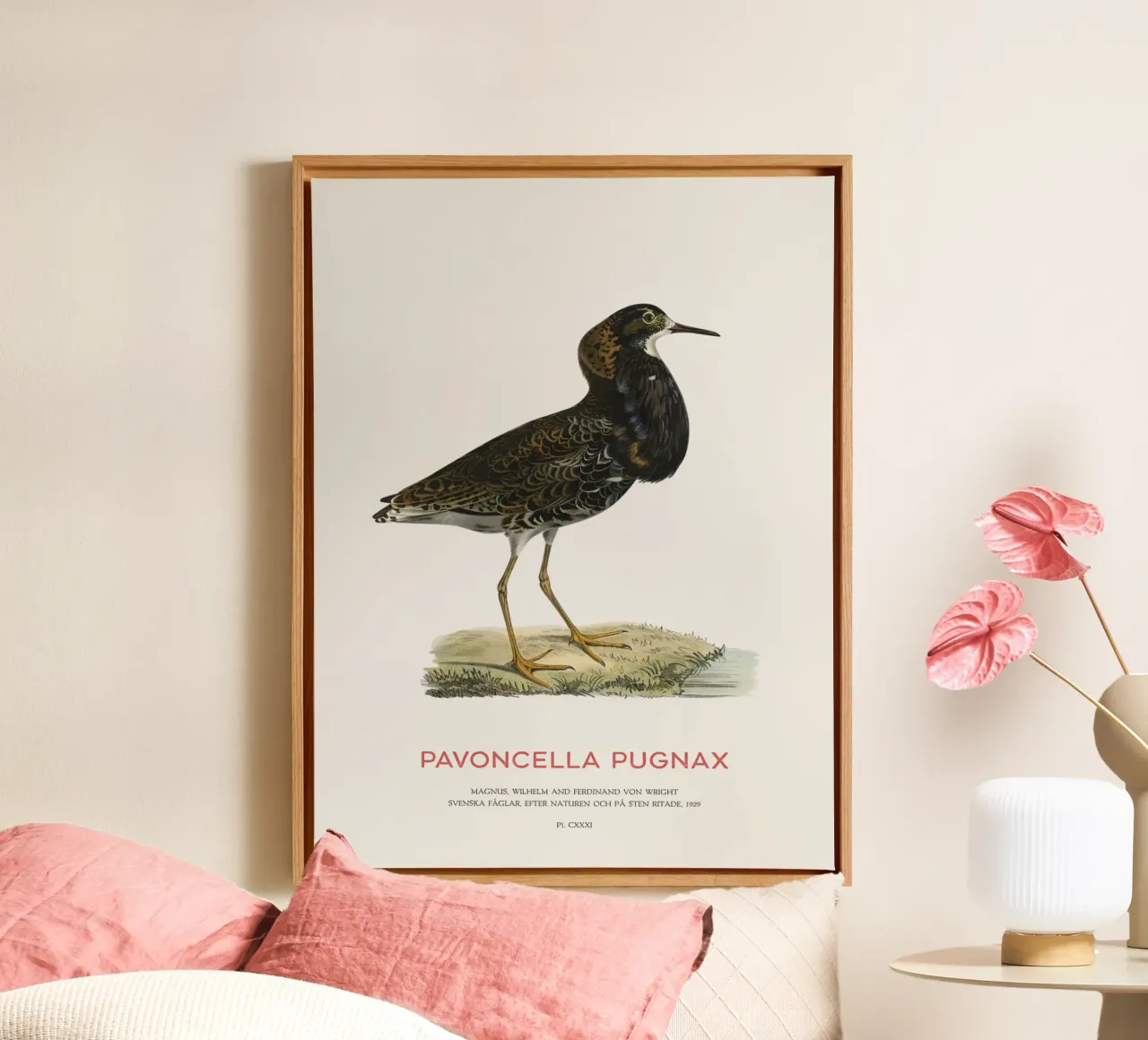 Ruff bird or Pavoncella pugnax tela con Cornice a cassetta da Vintagrafica