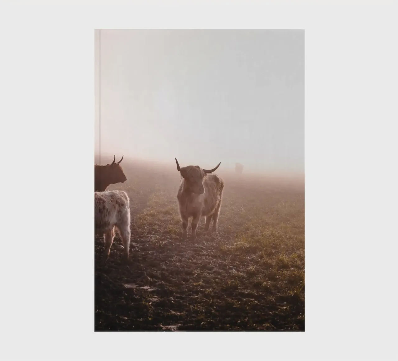 Highland cattle - veil of mist over the pasture 🐮 notebook by Sibbershusum