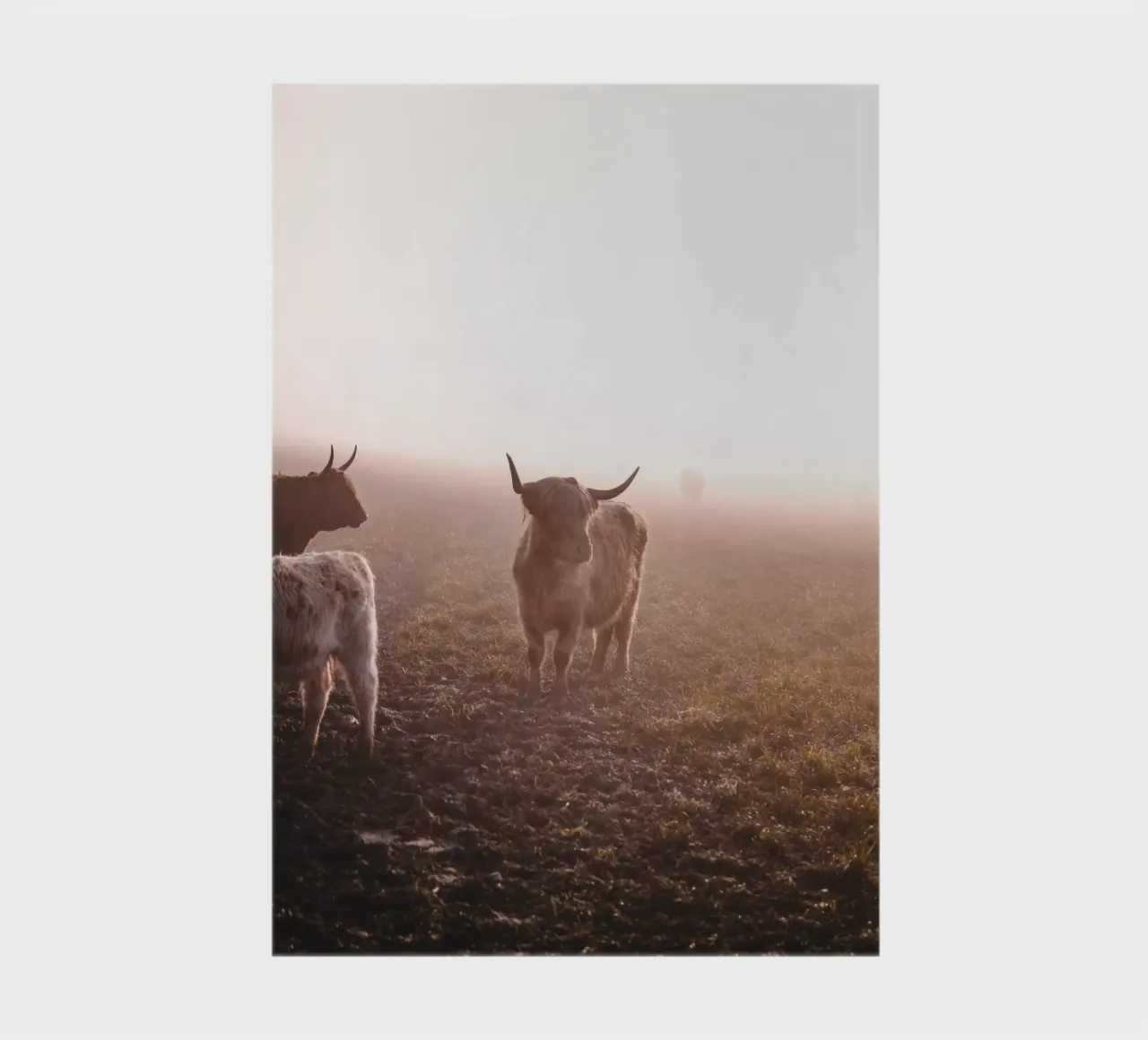 Highland cattle - veil of mist over the pasture 🐮 notebook by Sibbershusum