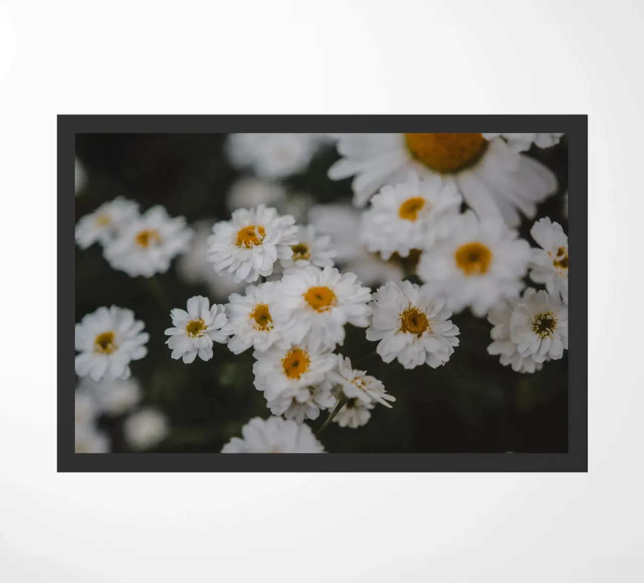 Fiore bianco e giallo zerbino da Sibbershusum