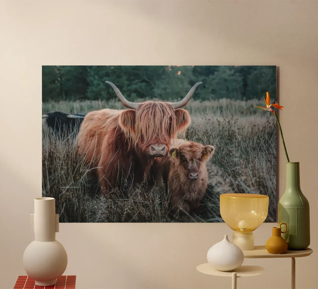 Cruella und Lilly 🐮 Hochland Kuh und Kalb alluminio dibond da Sibbershusum