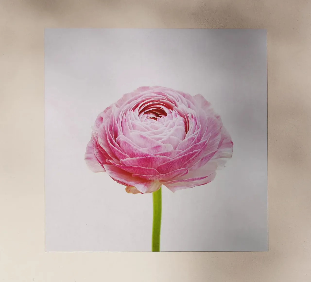 Ranunculus pellicola backlit da Cassia Beck Photography