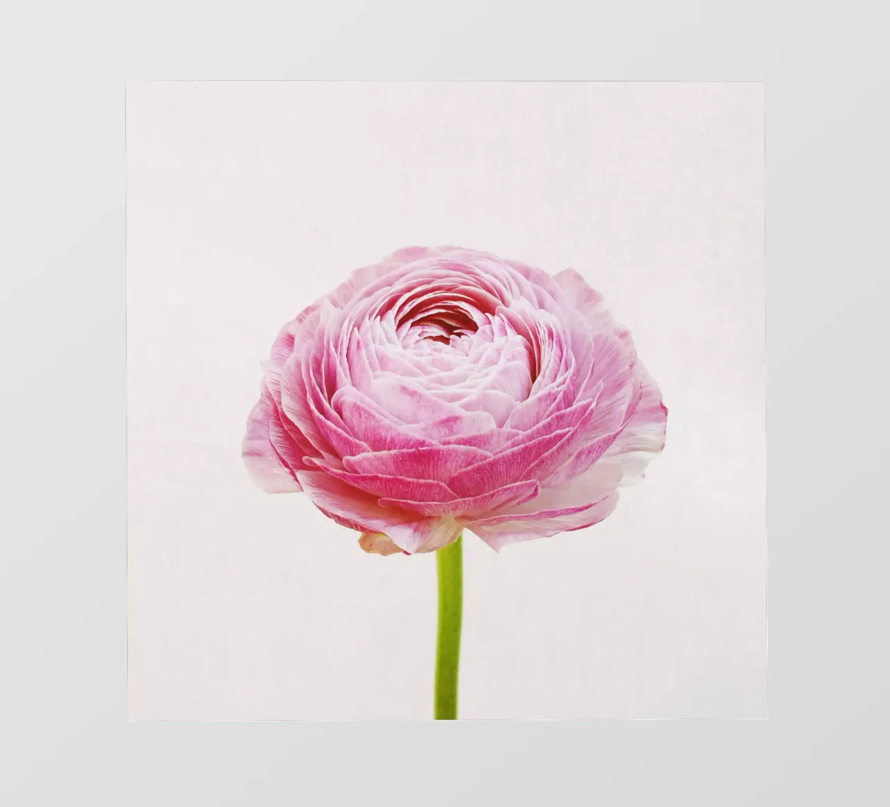 Ranunculus pellicola backlit da Cassia Beck Photography