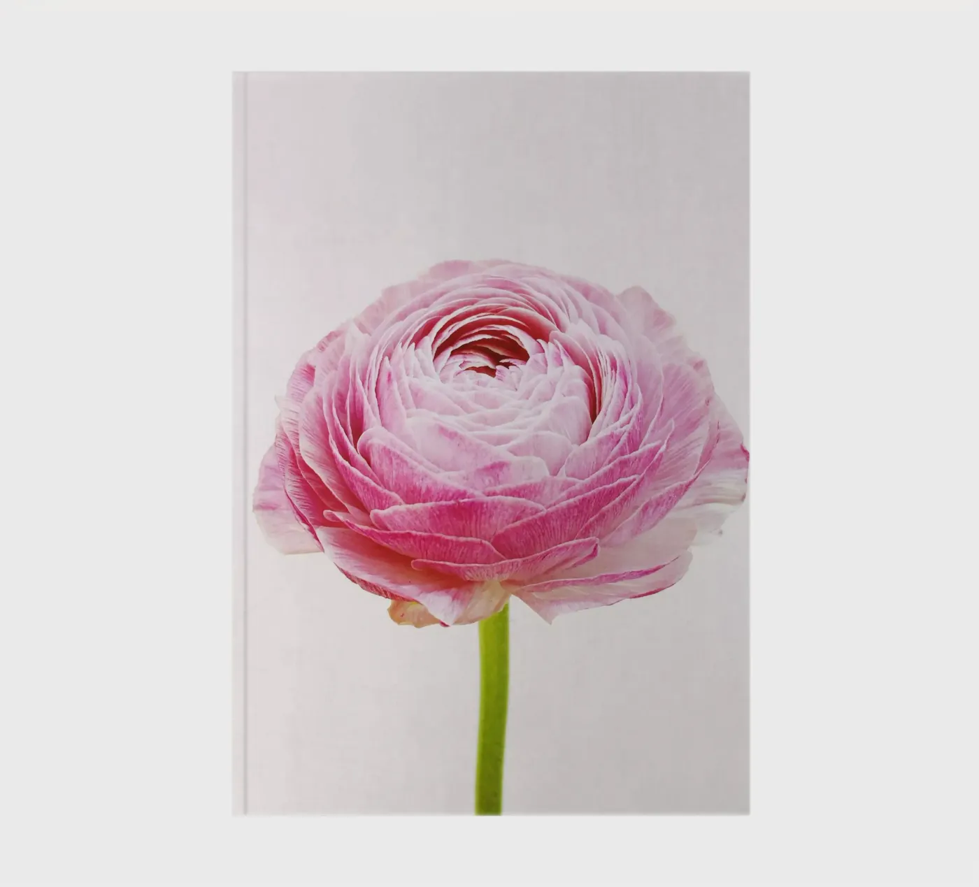 Ranunculus notebook by Cassia Beck Photography