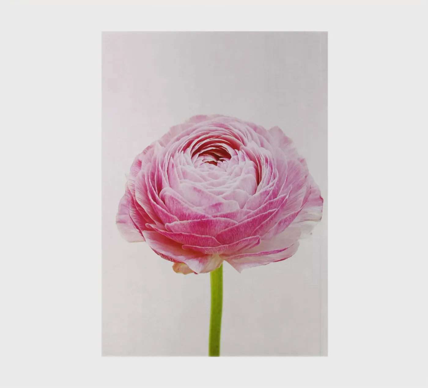 Ranunculus notebook by Cassia Beck Photography