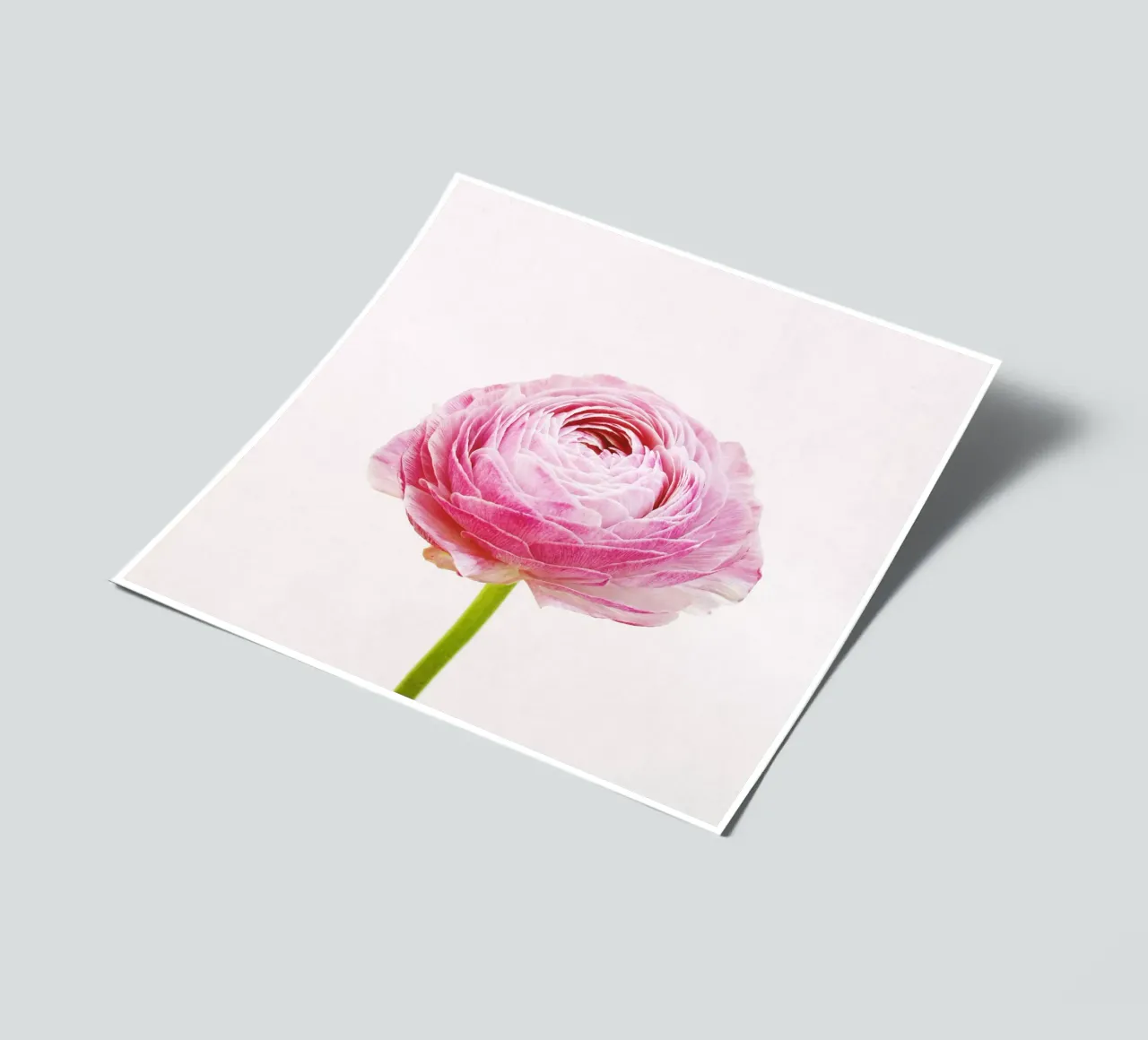 Ranunculus sticker sheet by Cassia Beck Photography