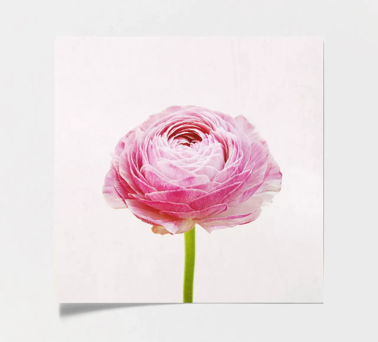 Ranunculus sticker sheet by Cassia Beck Photography