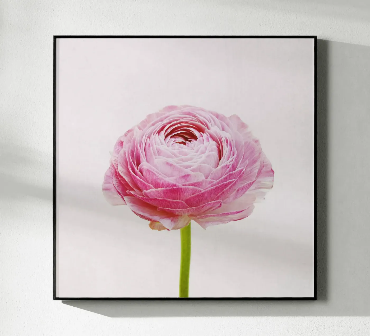 Ranuncolo plexiglass da Cassia Beck Photography