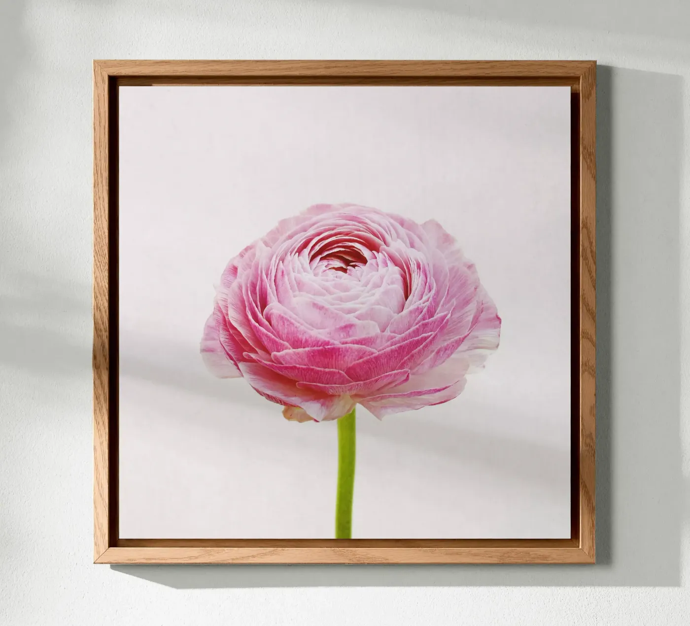 Ranuncolo alluminio dibond da Cassia Beck Photography