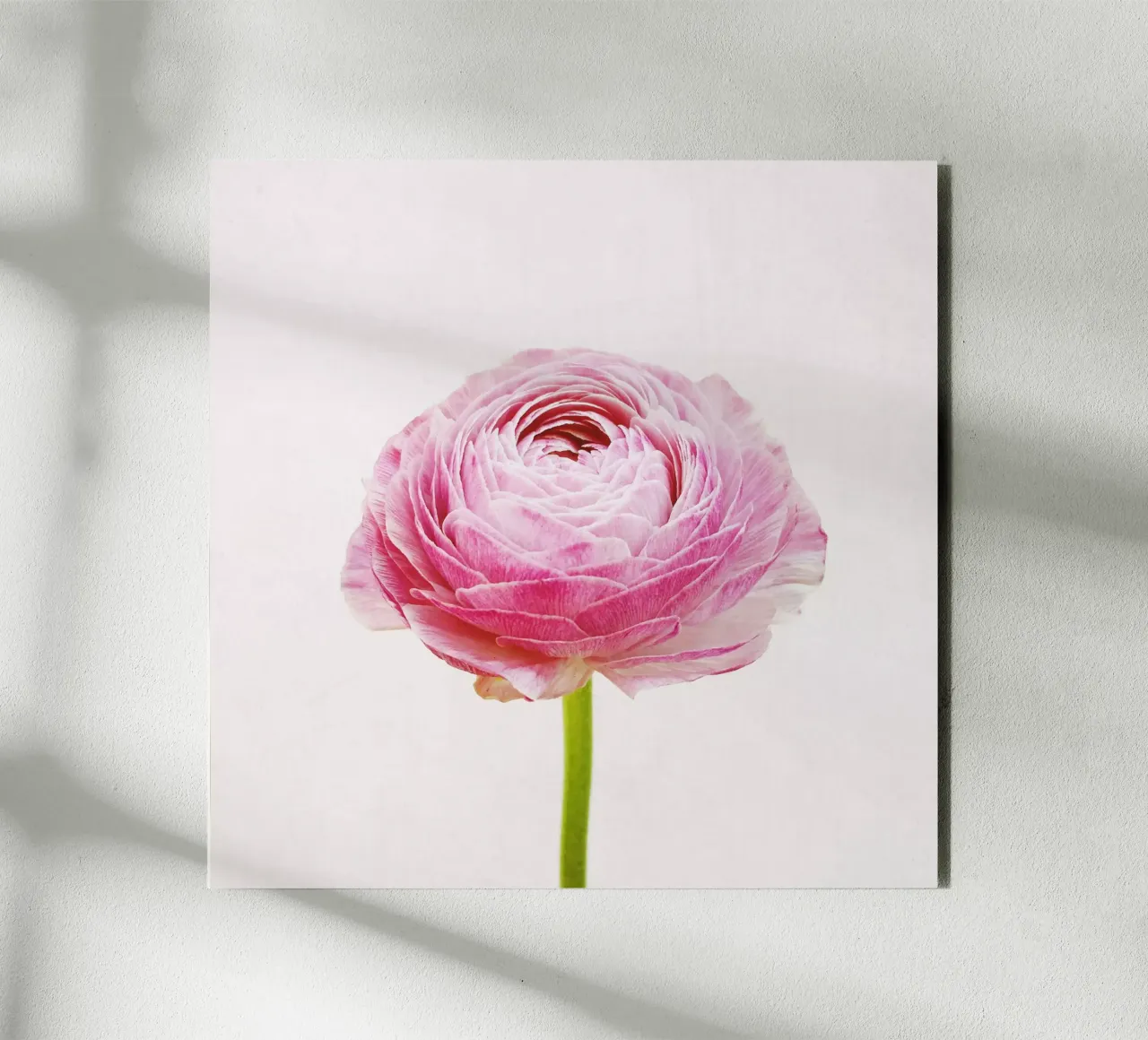 Ranunculus forex plate by Cassia Beck Photography