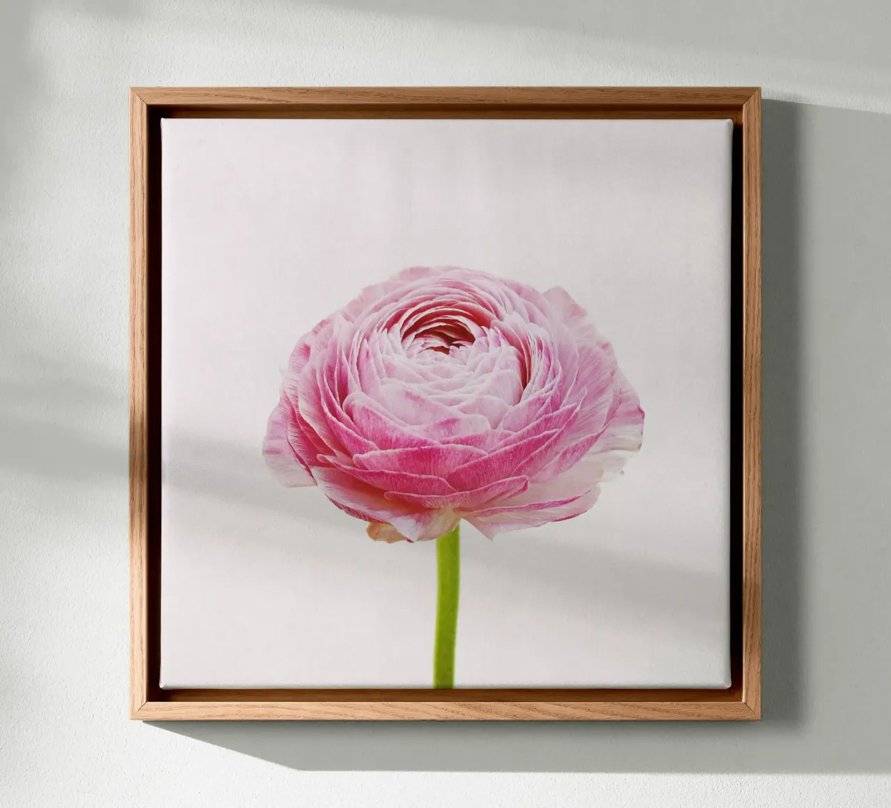 Ranunculus canvas by Cassia Beck Photography