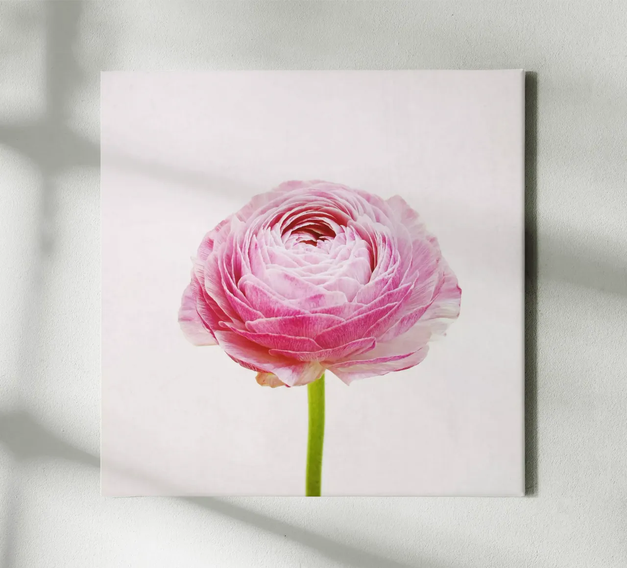 Ranunculus canvas by Cassia Beck Photography