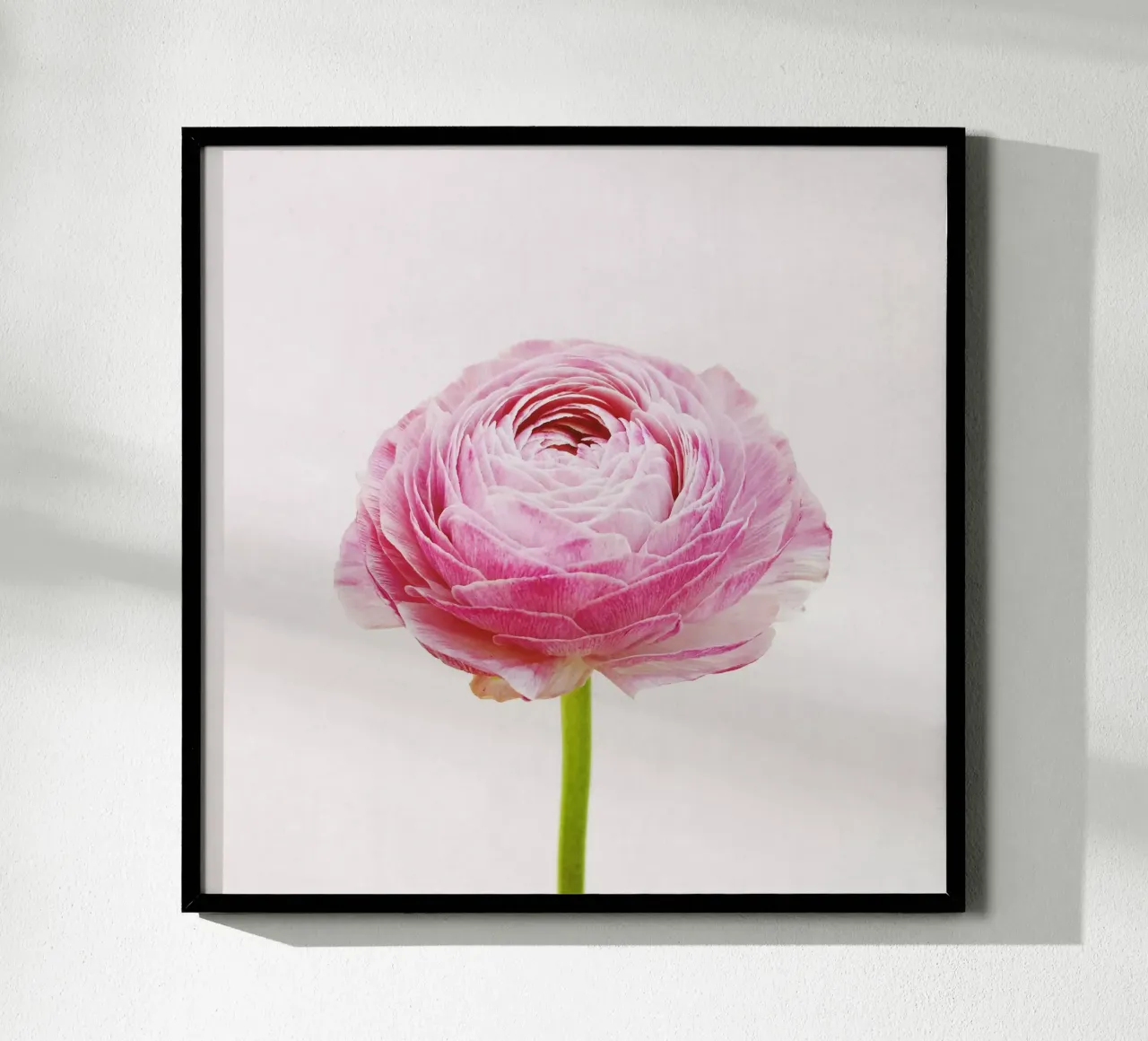 Ranunculus poster by Cassia Beck Photography
