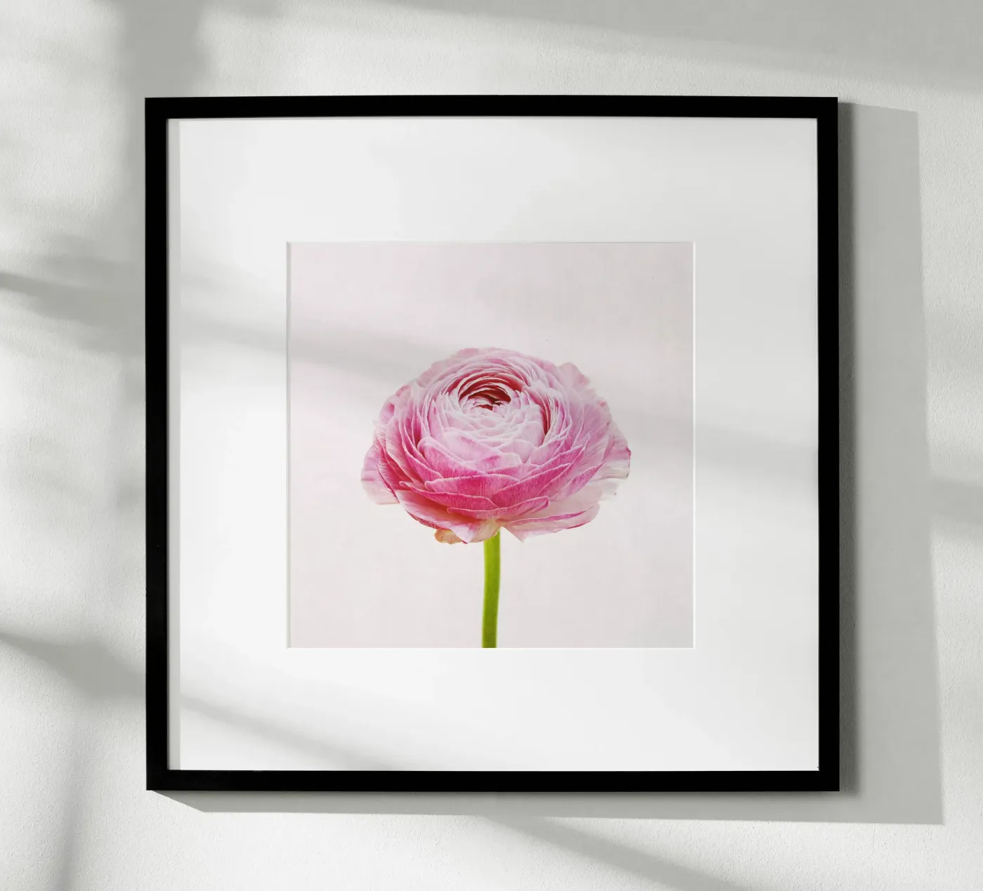 Ranonkel poster van Cassia Beck Photography