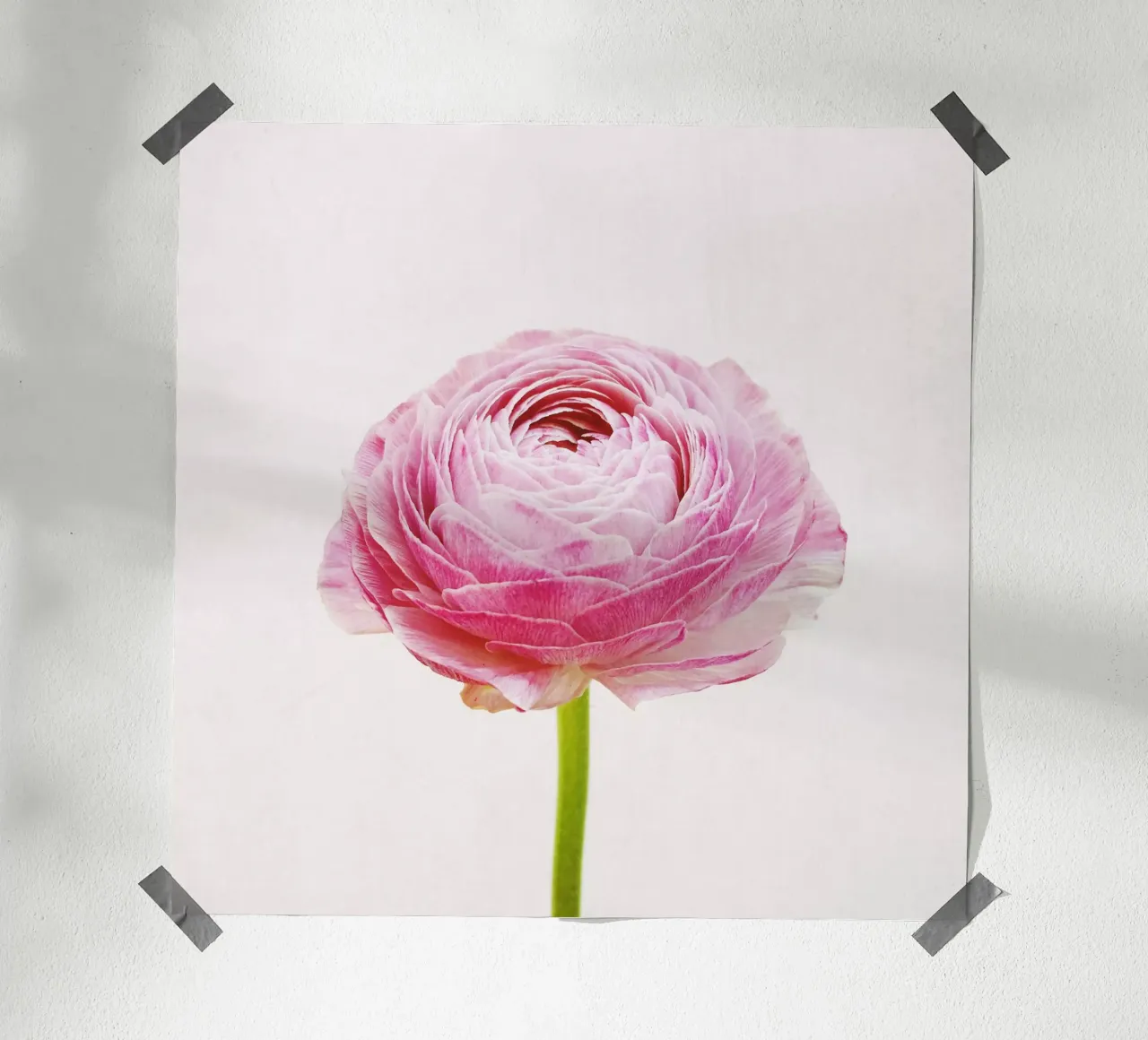 Ranunculus poster by Cassia Beck Photography