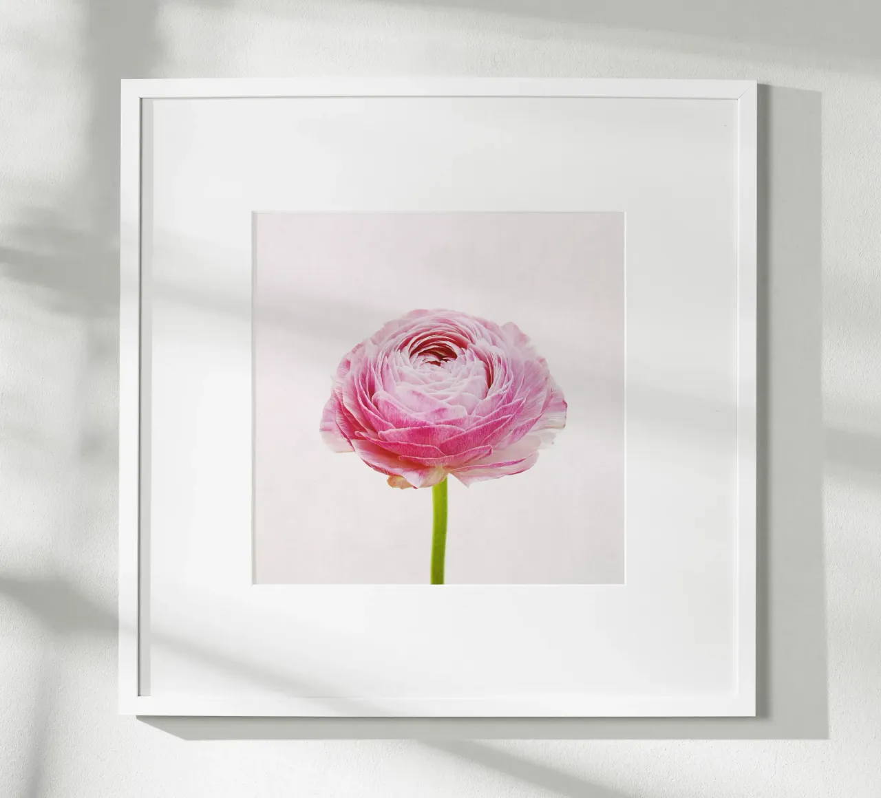 Ranunculus poster by Cassia Beck Photography