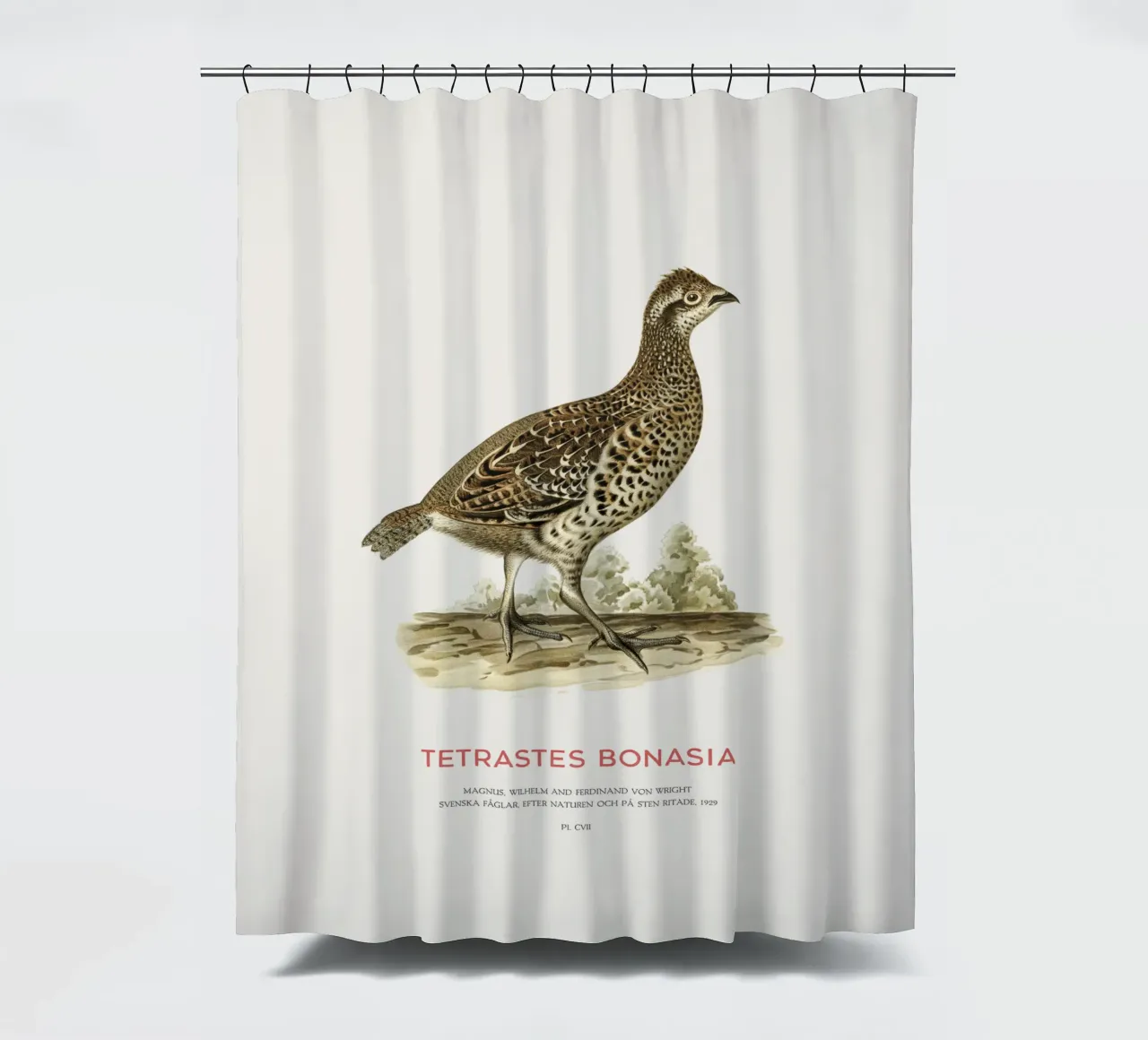 Haselhuhn oder Tetrastes bonasia Duschvorhang von Vintagrafica