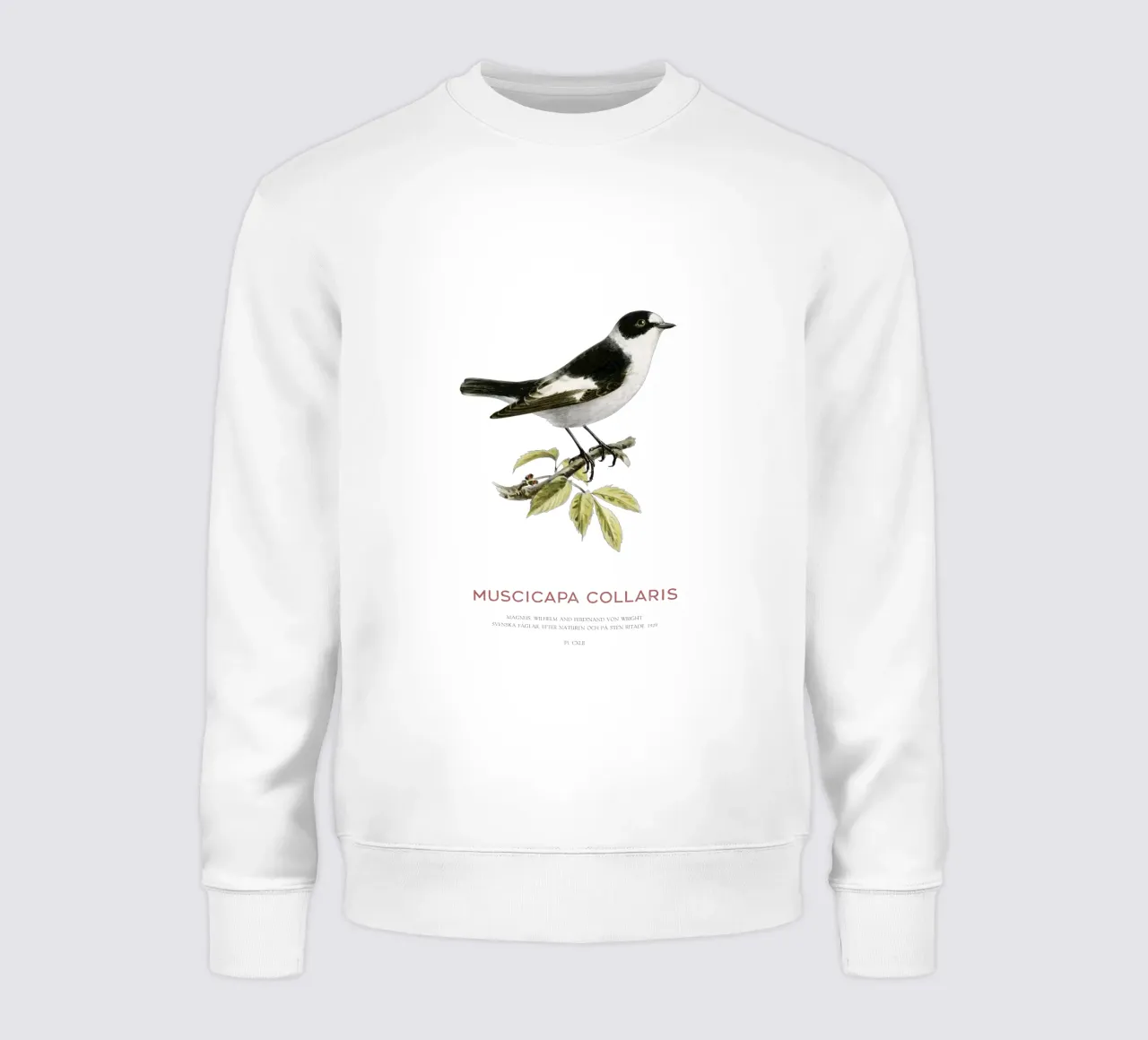 Pigliamosche dal collare o Muscicapa collaris felpa da Vintagrafica