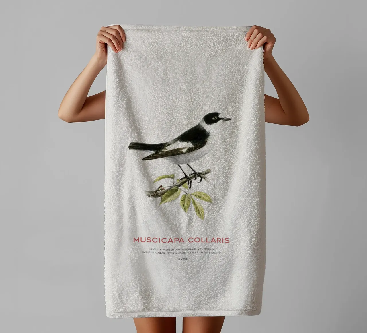 Halsbandschnäpper oder Muscicapa collaris Handtuch von Vintagrafica