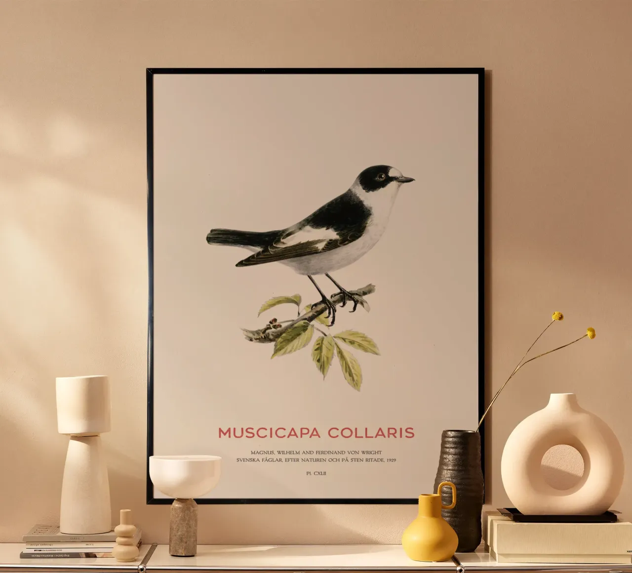 Pigliamosche dal collare o Muscicapa collaris poster con telaio in plastica da Vintagrafica