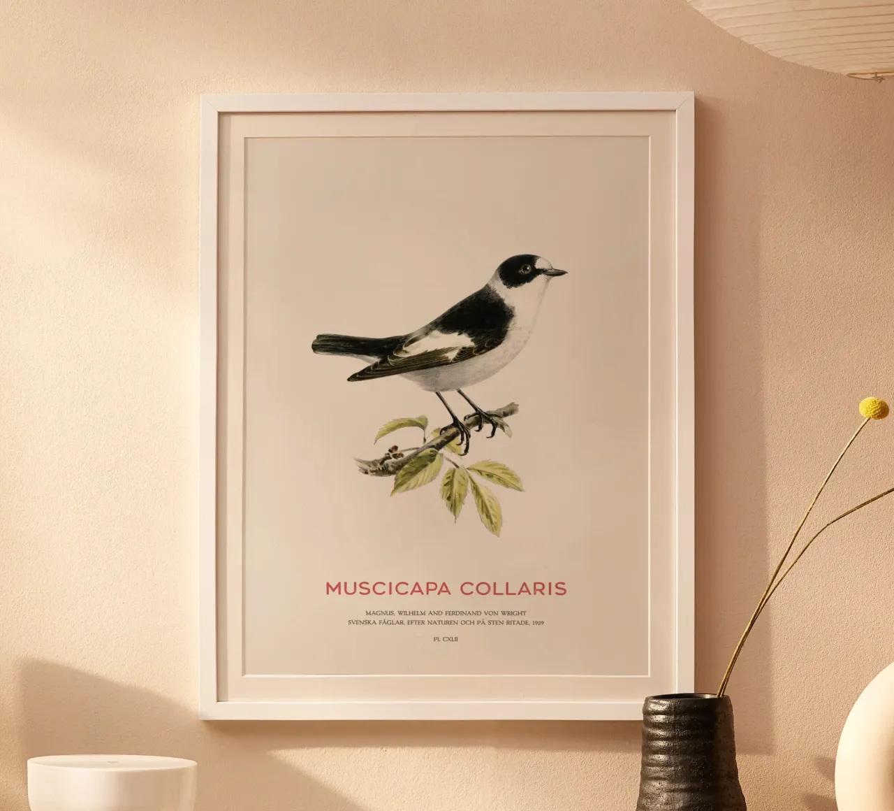 Pigliamosche dal collare o Muscicapa collaris poster con telaio in plastica da Vintagrafica