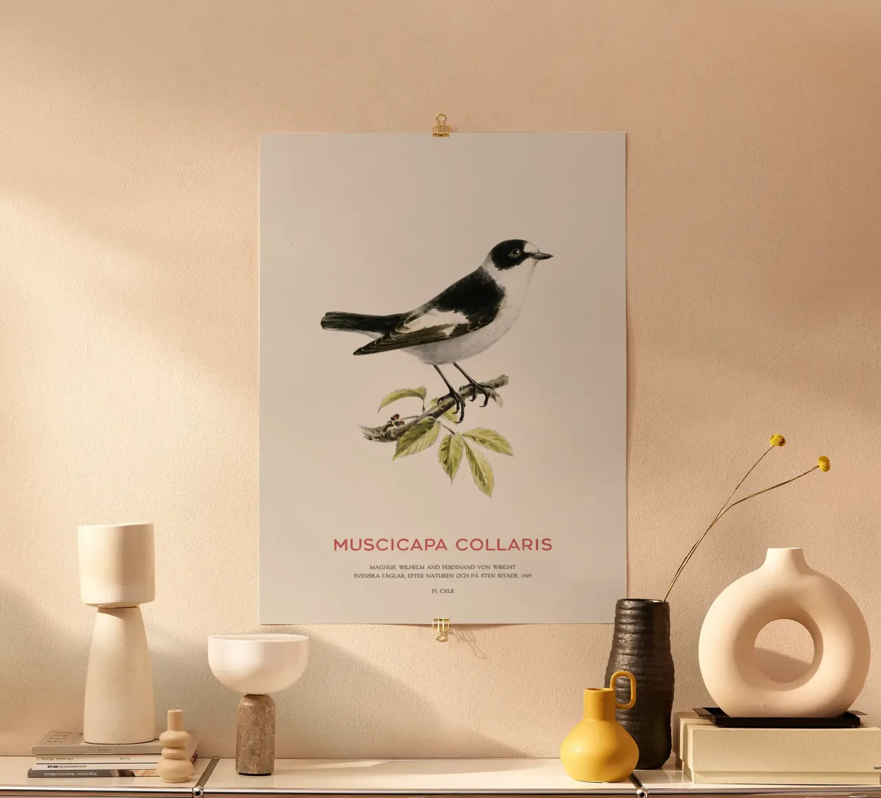 Pigliamosche dal collare o Muscicapa collaris poster con telaio in plastica da Vintagrafica