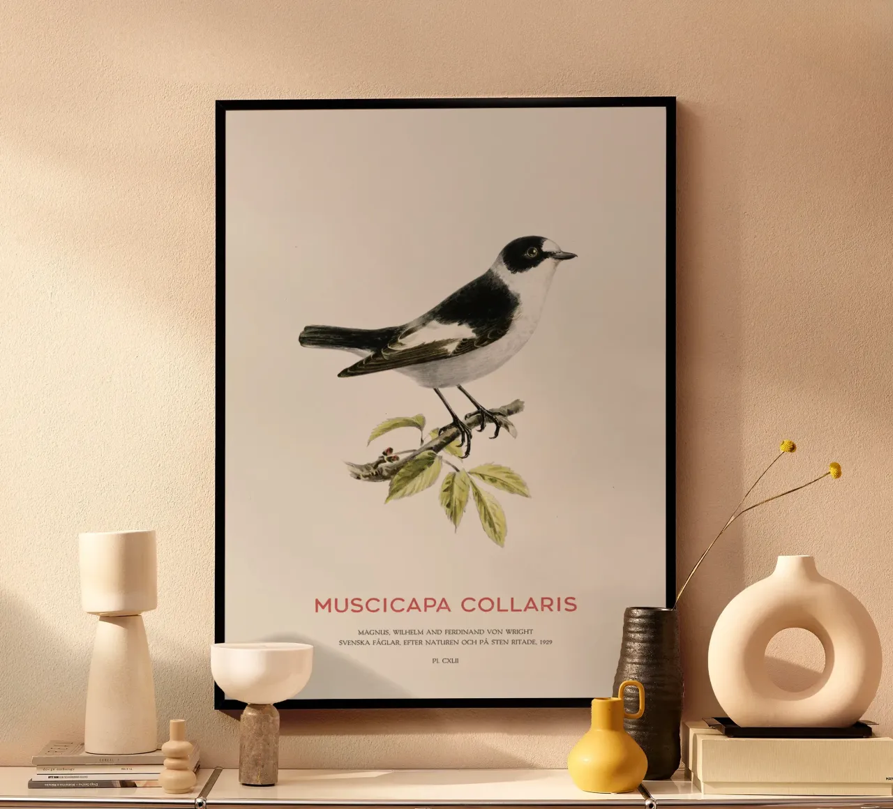 Pigliamosche dal collare o Muscicapa collaris poster con telaio in plastica da Vintagrafica