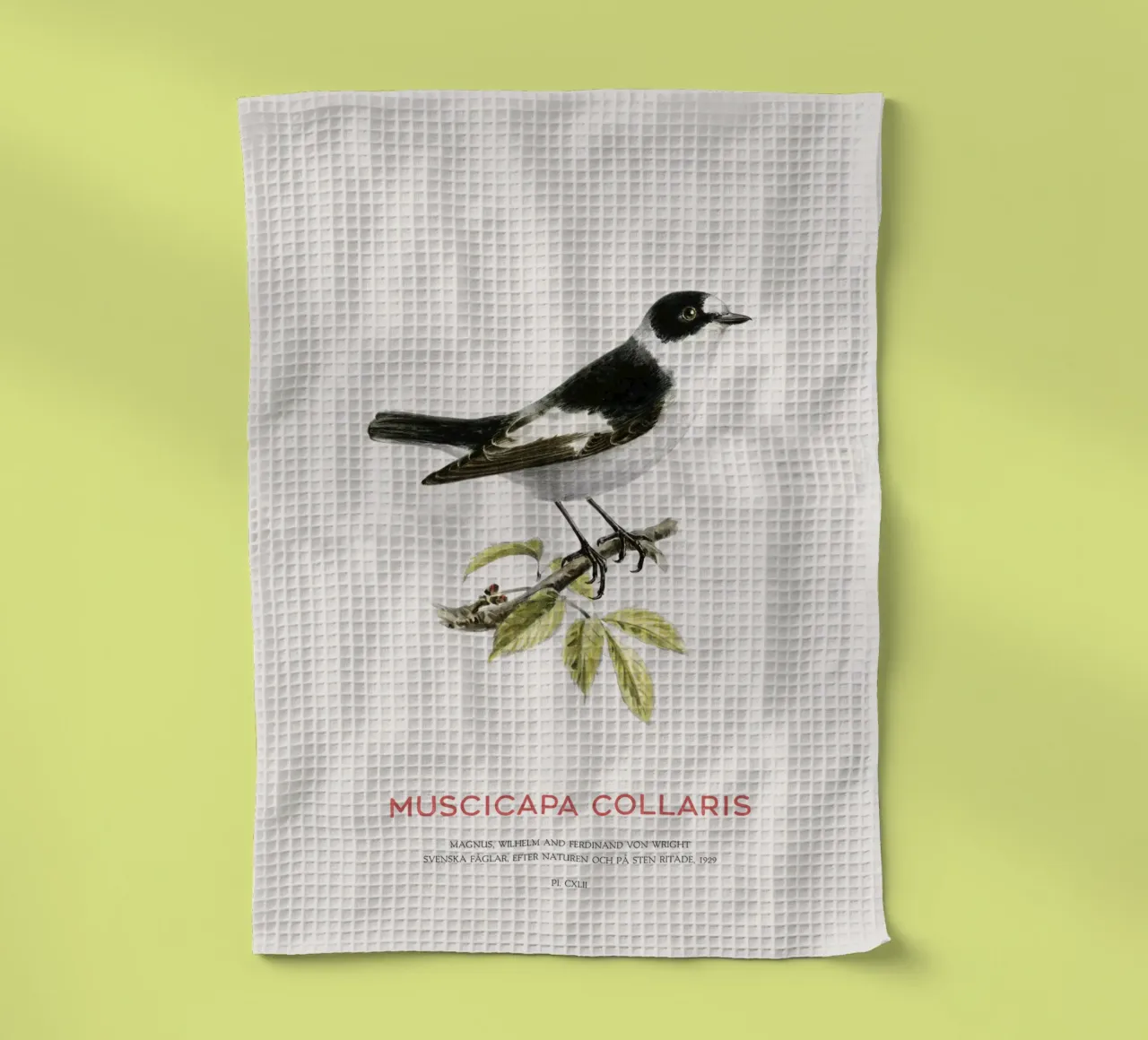 Pigliamosche dal collare o Muscicapa collaris canovaccio da cucina da Vintagrafica