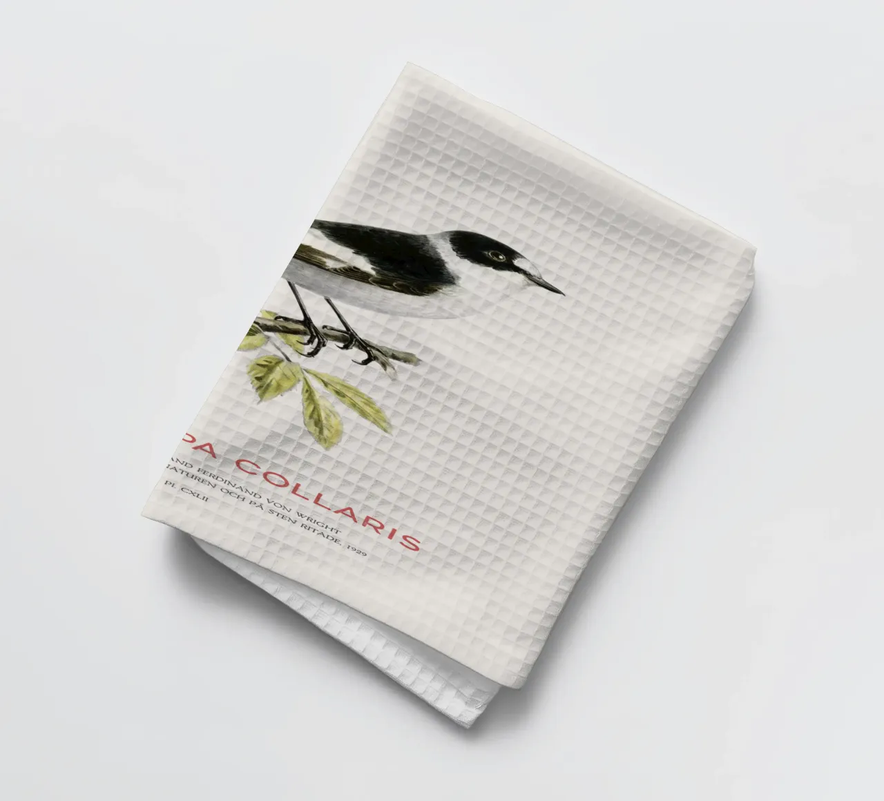 Pigliamosche dal collare o Muscicapa collaris canovaccio da cucina da Vintagrafica