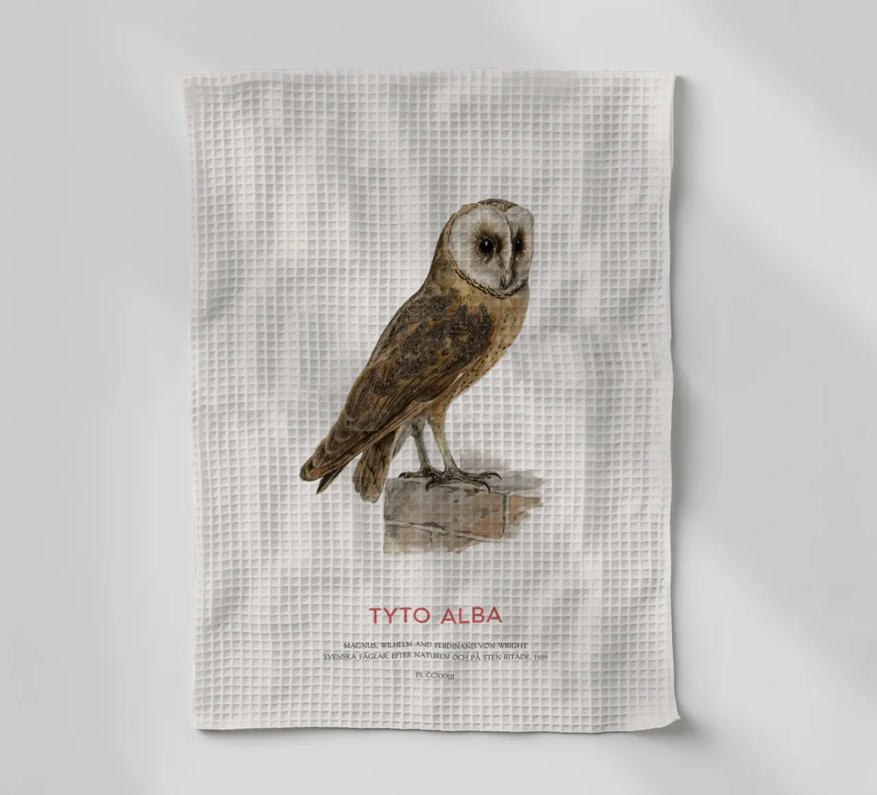 Barbagianni o Tyto alba canovaccio da cucina da Vintagrafica