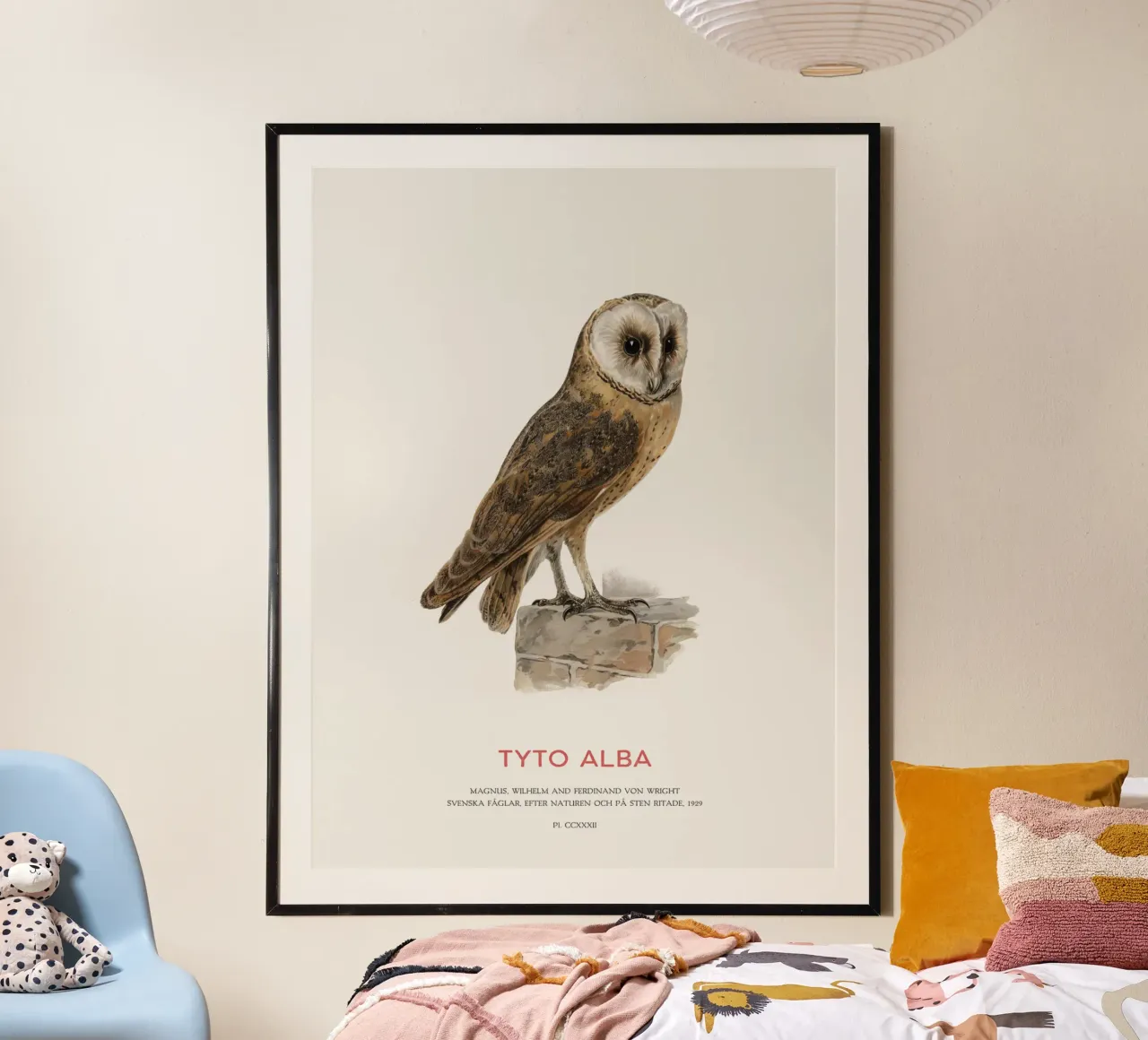 Schleiereule oder Tyto alba Poster mit Aluminium Rahmen von Vintagrafica