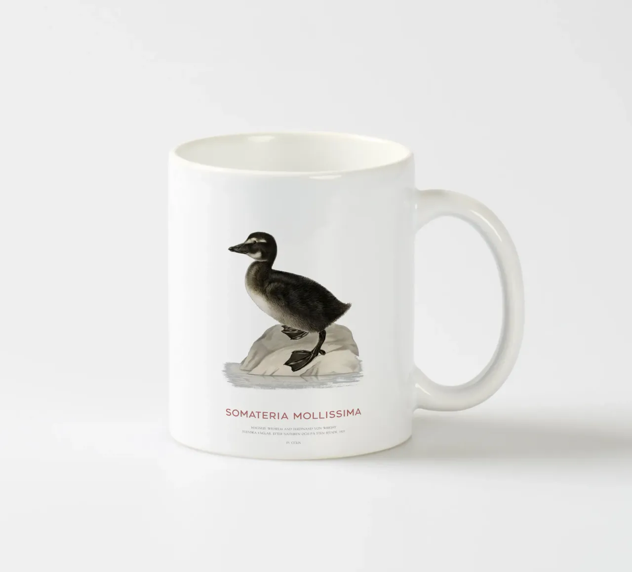 Edredone comune o Somateria mollissima tazza in ceramica da Vintagrafica