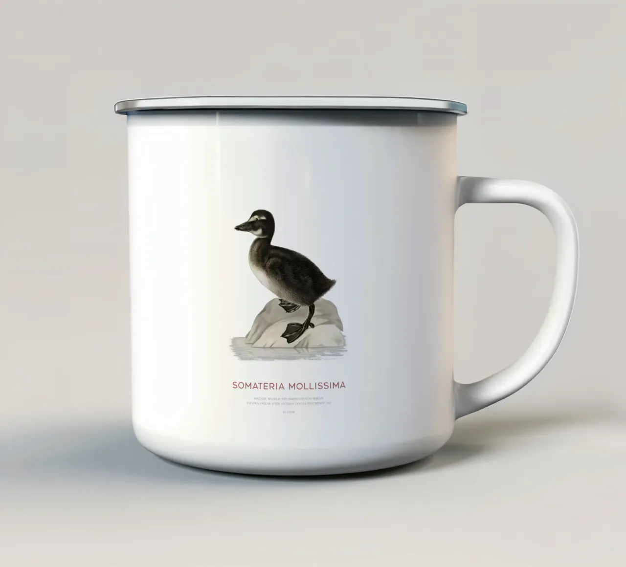 Edredone comune o Somateria mollissima tazza in smalto da Vintagrafica