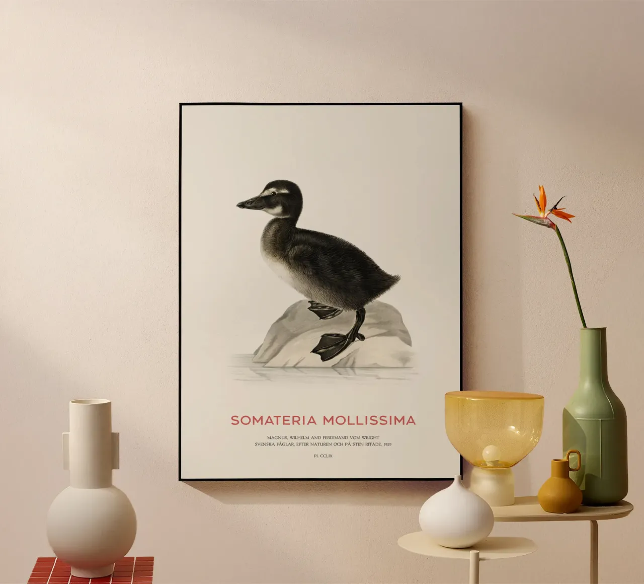 Common eider or Somateria mollissima acrylic glass by Vintagrafica