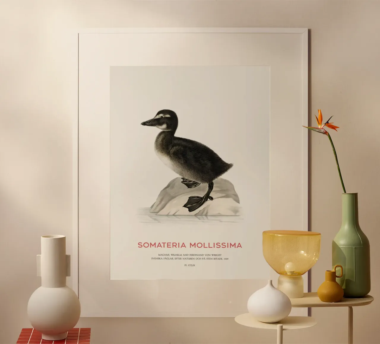 Eider común o Somateria mollissima hahnemühle de Vintagrafica