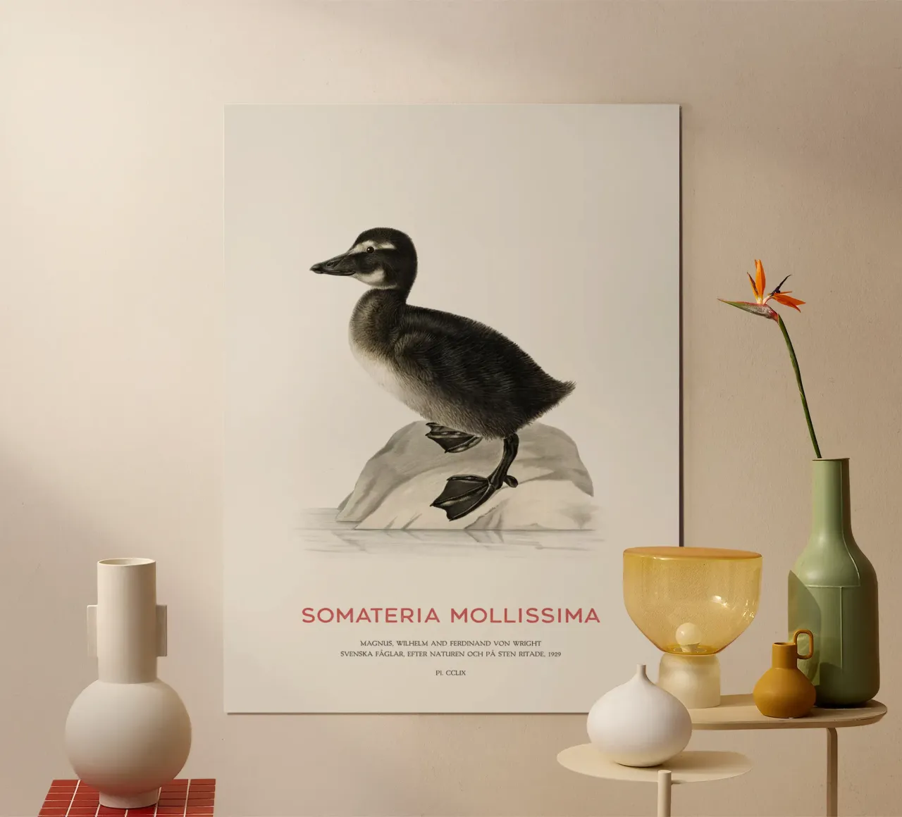 Eider común o Somateria mollissima hahnemühle de Vintagrafica