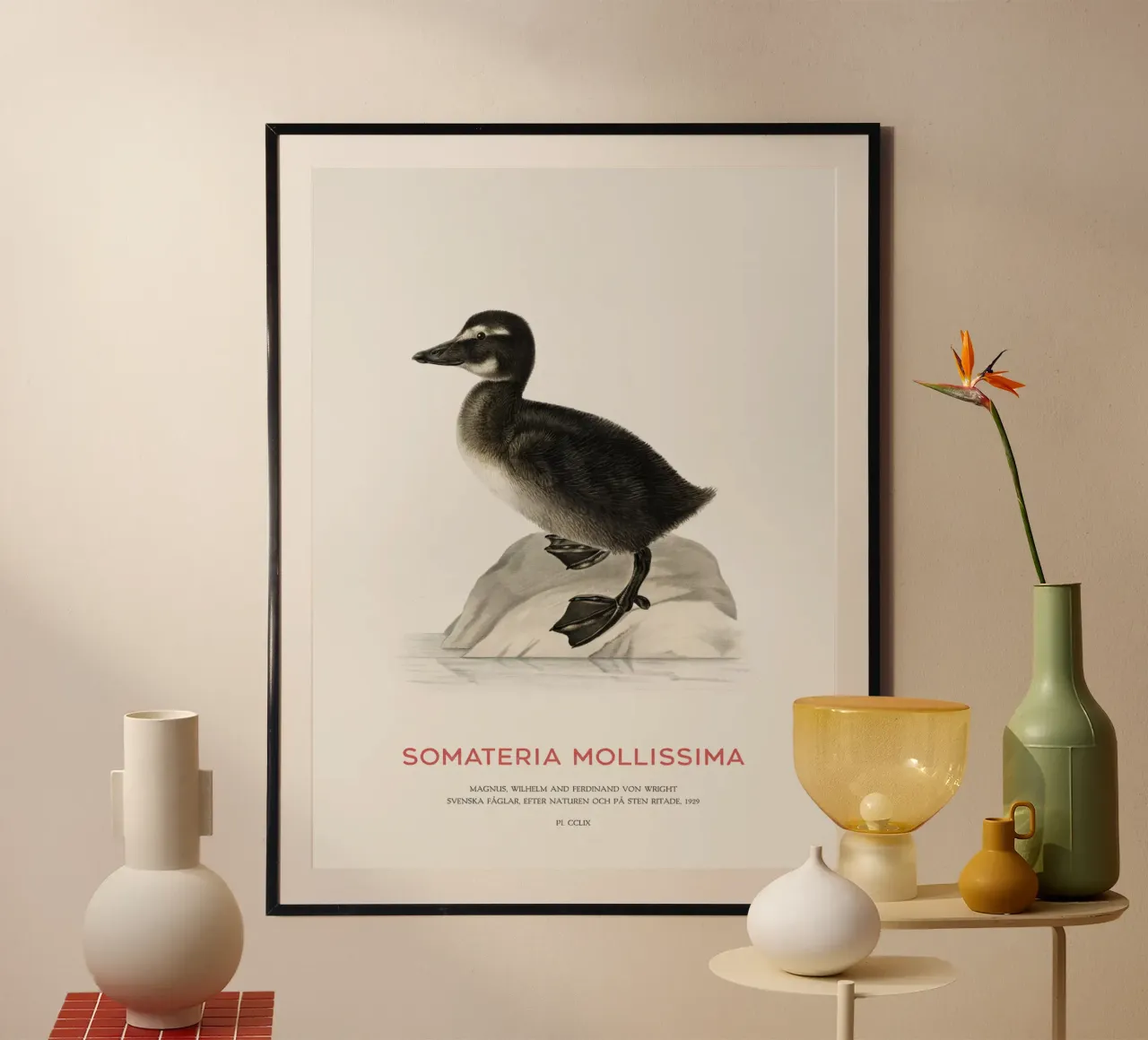 Eider común o Somateria mollissima hahnemühle de Vintagrafica